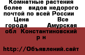 Комнатные растения более200видов недорого почтой по всей России › Цена ­ 100-500 - Все города  »    . Амурская обл.,Константиновский р-н